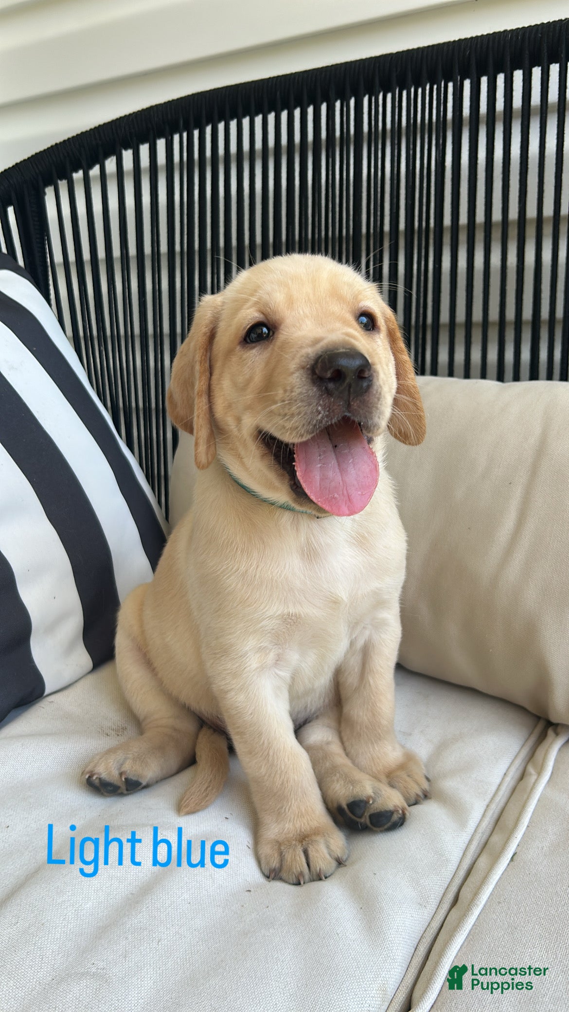Labrador Retriever dogs Labrador Retriever light blue  - Ad 10