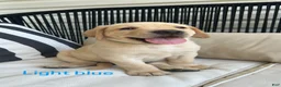 Labrador Retriever dogs for sale: Labrador Retriever light blue  - Ad 1