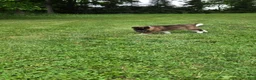 Akita dogs for sale: Donni - Ad 5