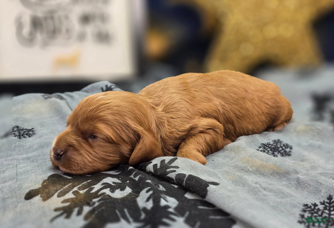 Cavapoo dogs for sale: Mittens - Ad 3