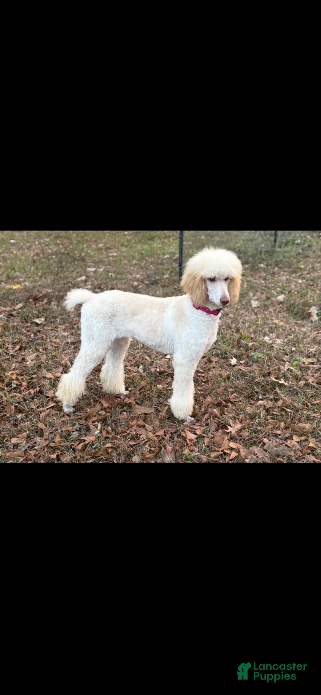 Aussiedoodle dogs for sale: Aussiedoodle 1 - Ad 2
