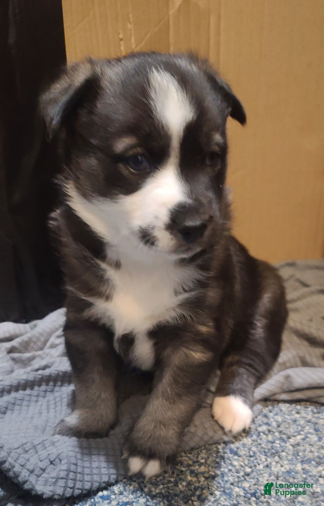 Pomsky dogs for sale: Capu - Ad 7