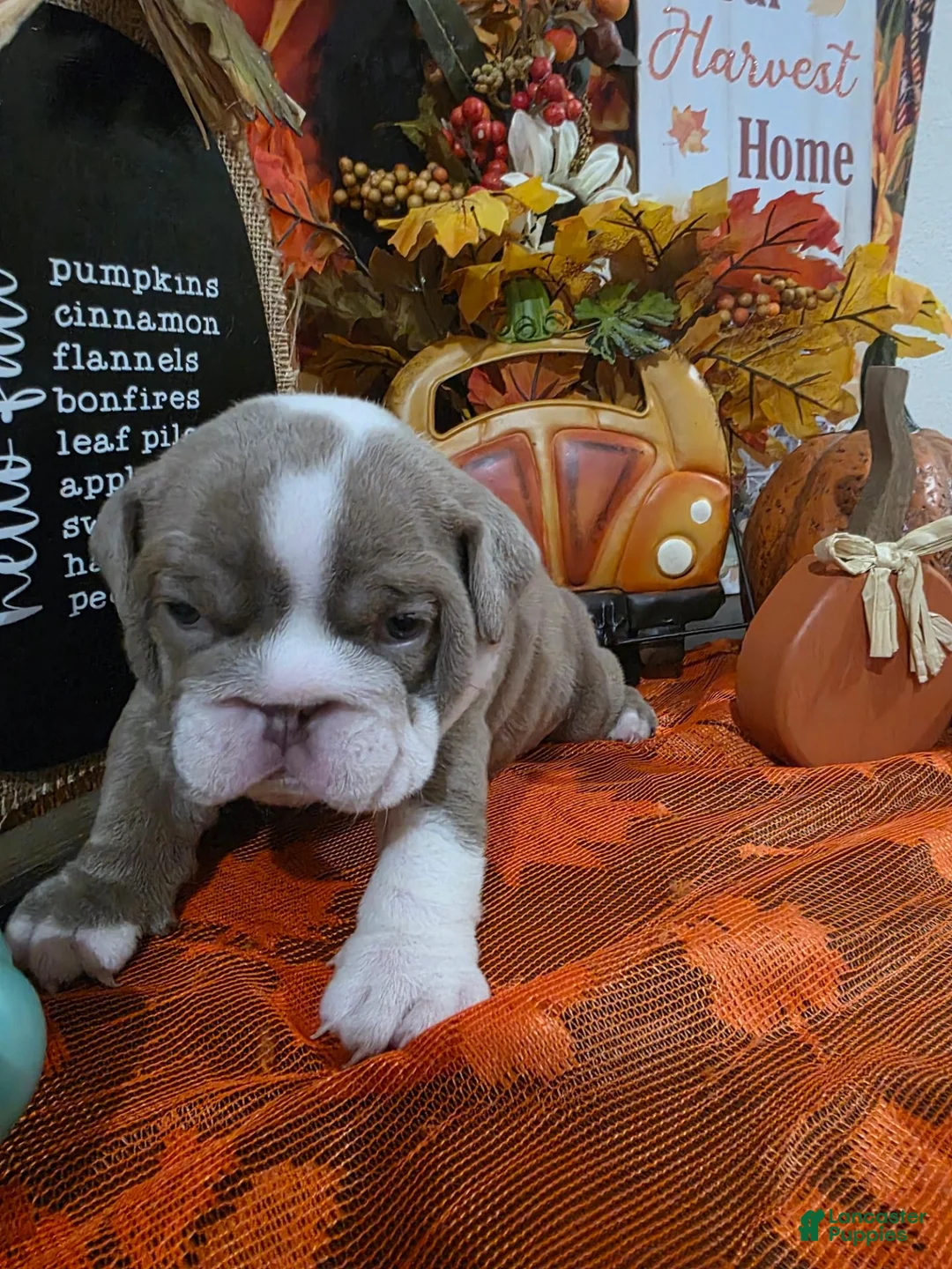 English Bulldog dogs for sale: English Bulldog 4 - Ad 2