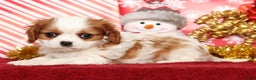 Cavalier King Charles Spaniel dogs for sale: Bingo - Ad 2