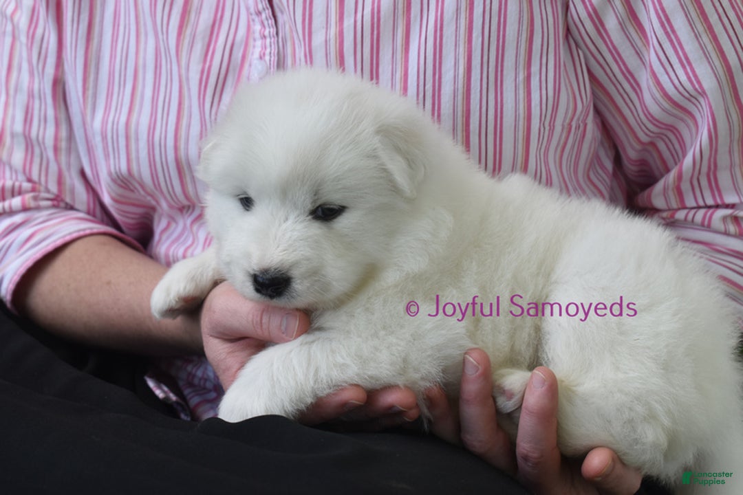 Puppy Samoyed Neutering Samoyed Neutering Samoyed Puppies For Sale