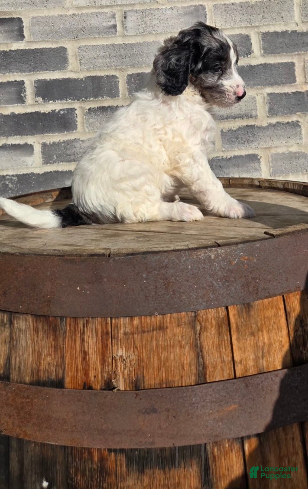 Mini Goldendoodle dogs for sale: Blaze - Ad 1