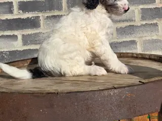 Mini Goldendoodle dogs Blaze - Ad 33