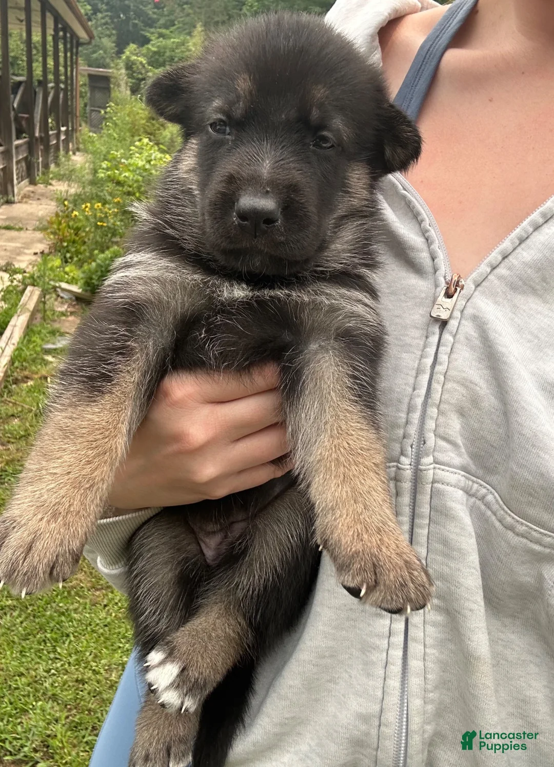 Gerberian Shepsky dogs for sale: Gerberian Shepsky 1 - Ad 2