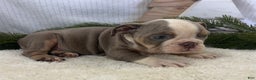 English Bulldog dogs for sale: Gemma - Ad 5