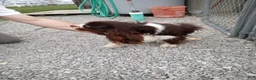 Cavalier King Charles Spaniel dogs for stud: Duke  - Ad 3