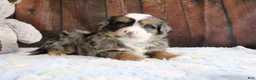 Mini Bernedoodle dogs for sale: Justin - Ad 4