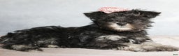 Miniature Schnauzer dogs for sale: Gracie - Ad 2