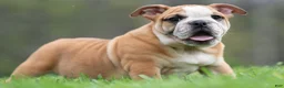 English Bulldog dogs for sale: Stasha - Ad 7