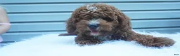 Cavapoo dogs for sale: Teddy  - Ad 10