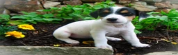 Jack Russell Terrier dogs for sale: Carrie - Ad 3