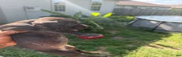 American Bully dogs for sale: American Bully 6 - Ad 3