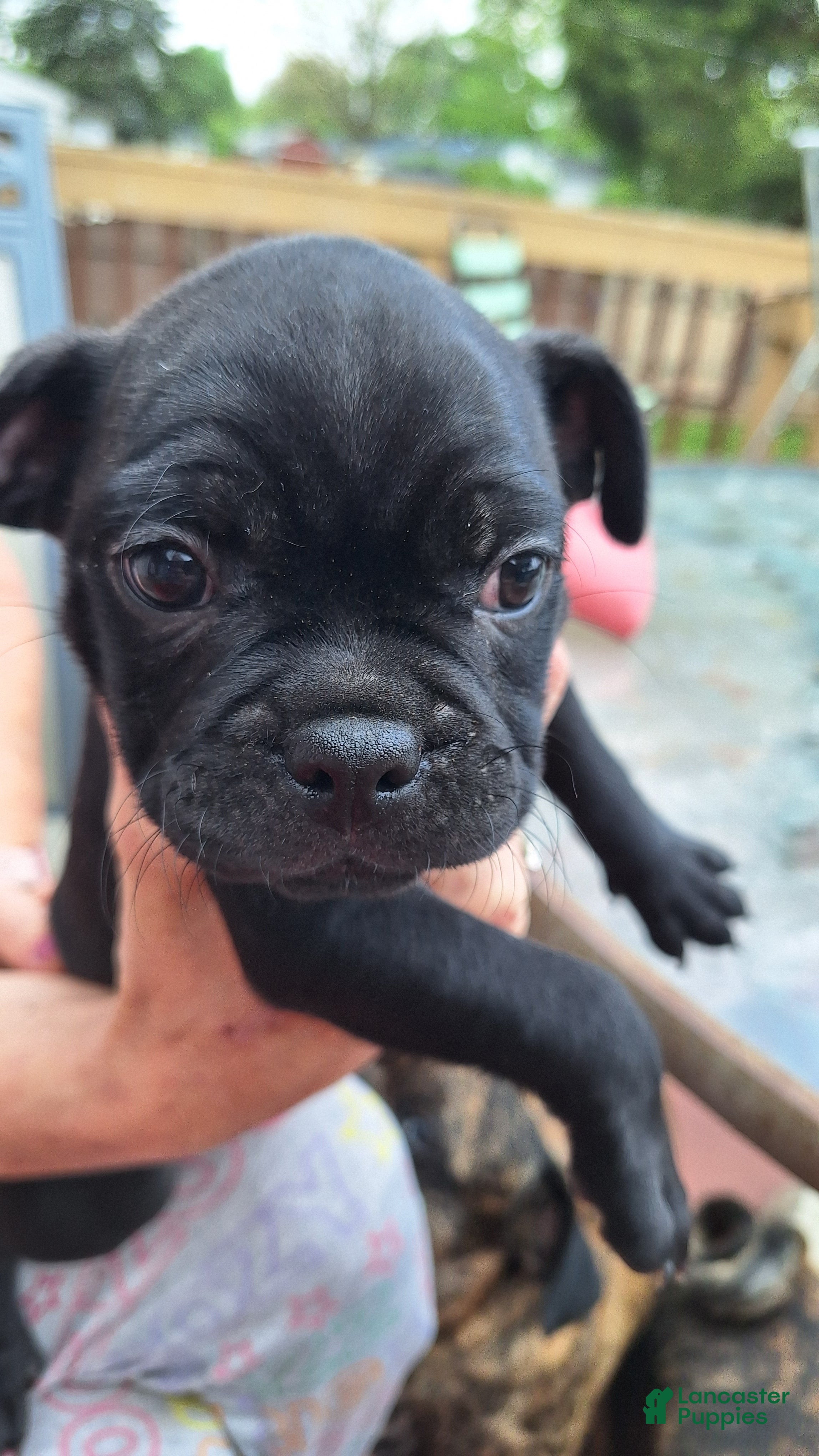 Mixed Breed dogs Cookie - Ad 7