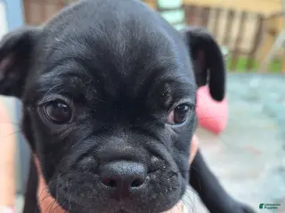 Mixed Breed dogs Cookie - Ad 7