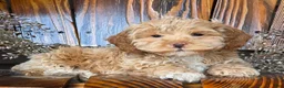 Cockapoo dogs for sale: Harley  - Ad 1