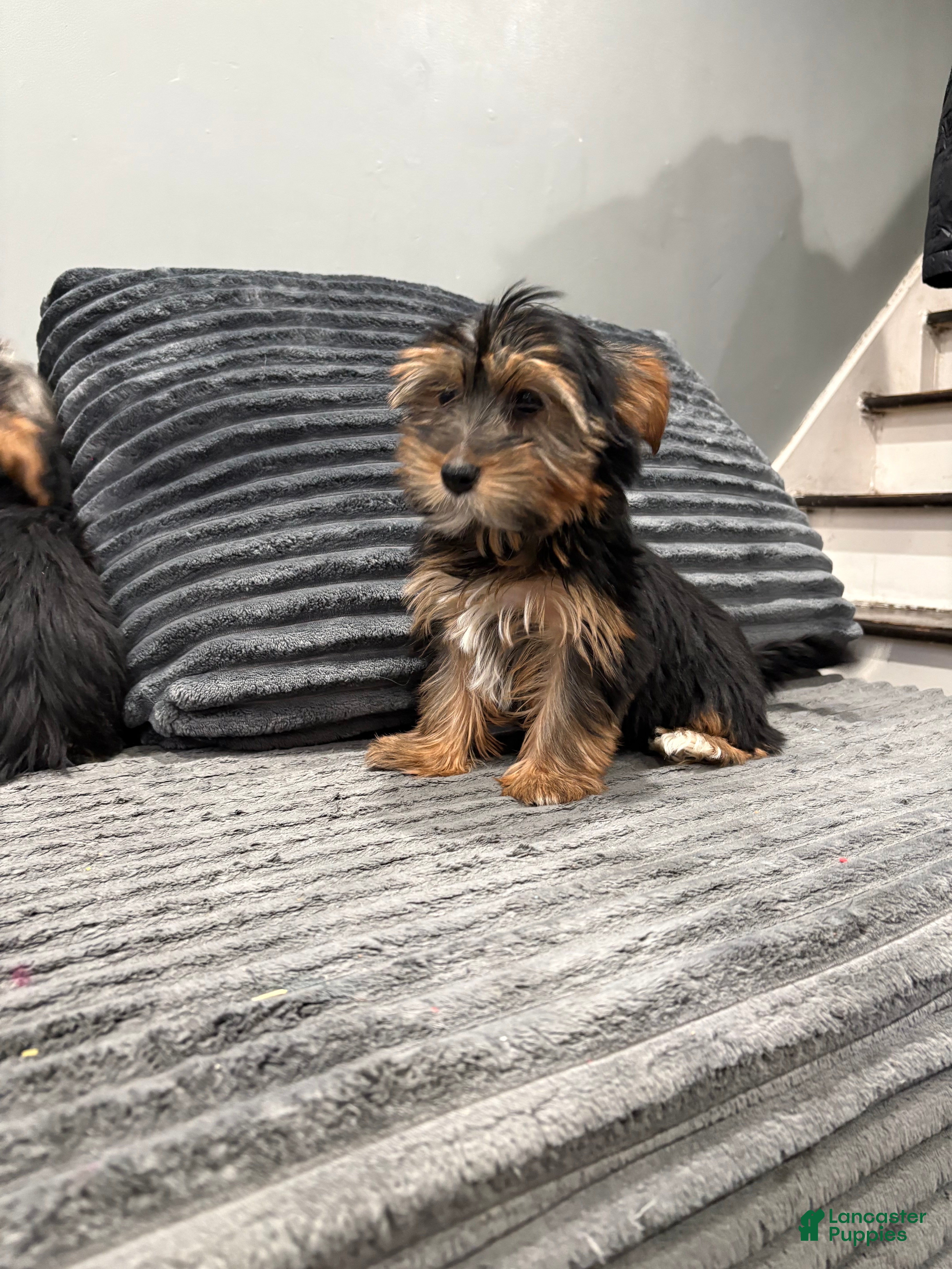 Yorkshire Terrier dogs Daisy  - Ad 1