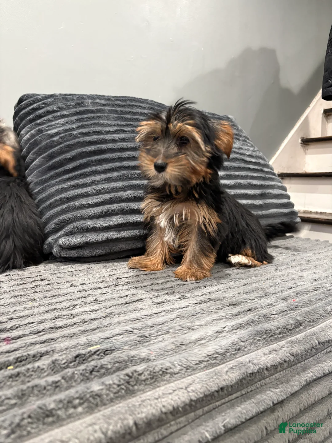 Yorkshire Terrier dogs for sale: Daisy  - Ad 1