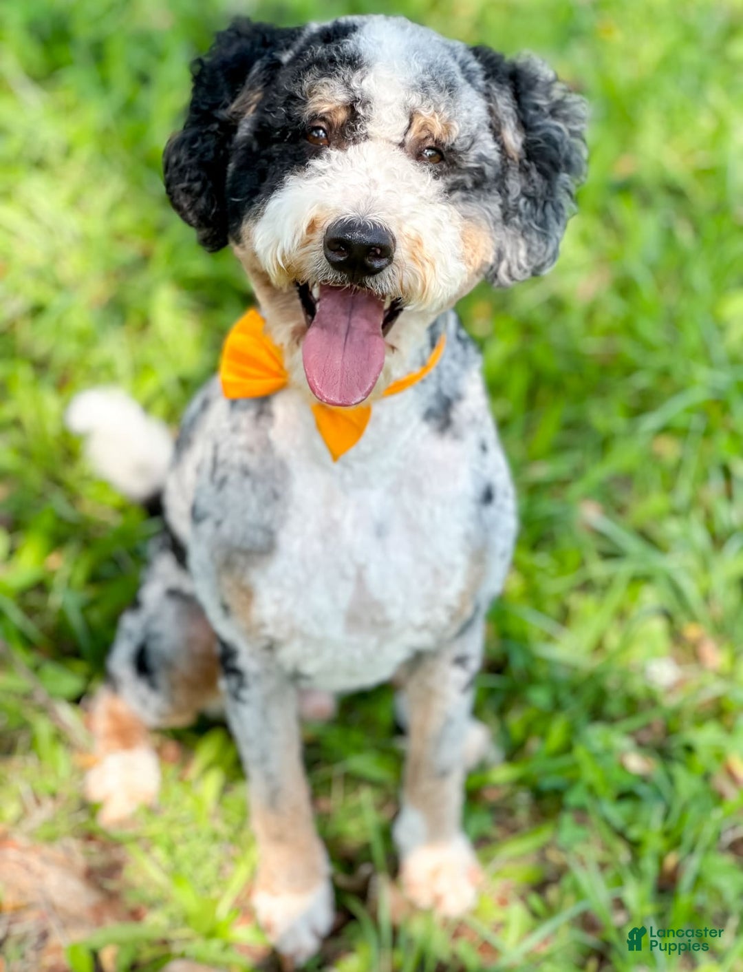 Gallery Image {{count}}