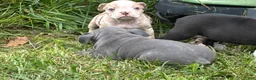 Olde English Bulldogge dogs for sale: Olde English Bulldogge 10 - Ad 5