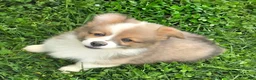 Welsh Corgi Pembroke dogs for sale: Dazzling Danny - Ad 9