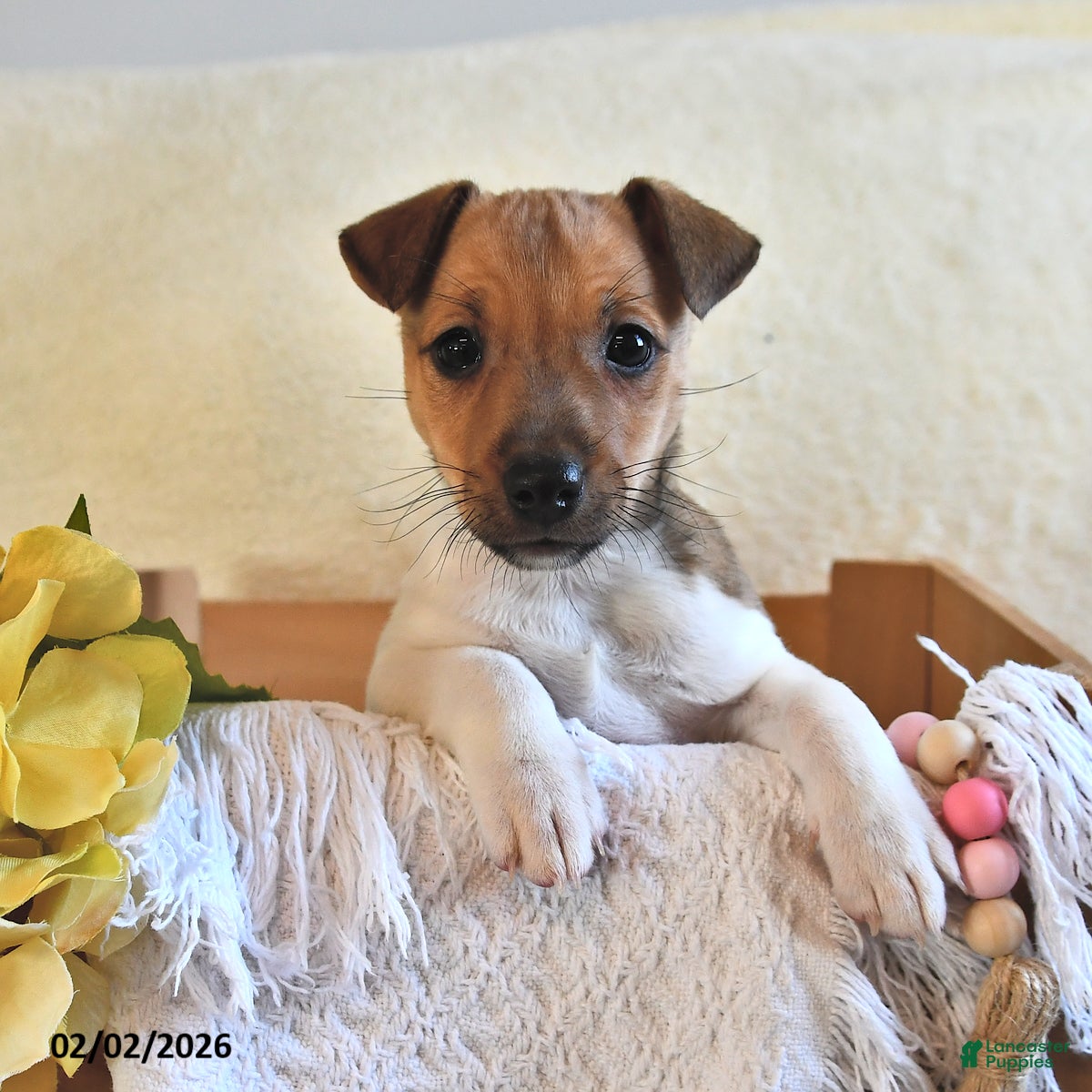 Jack Russell Terrier dogs Pudgy - Ad 2