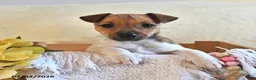 Jack Russell Terrier dogs for sale: Pudgy - Ad 2