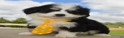 Mini Bernedoodle dogs for sale: Mini Bruno - Ad 6