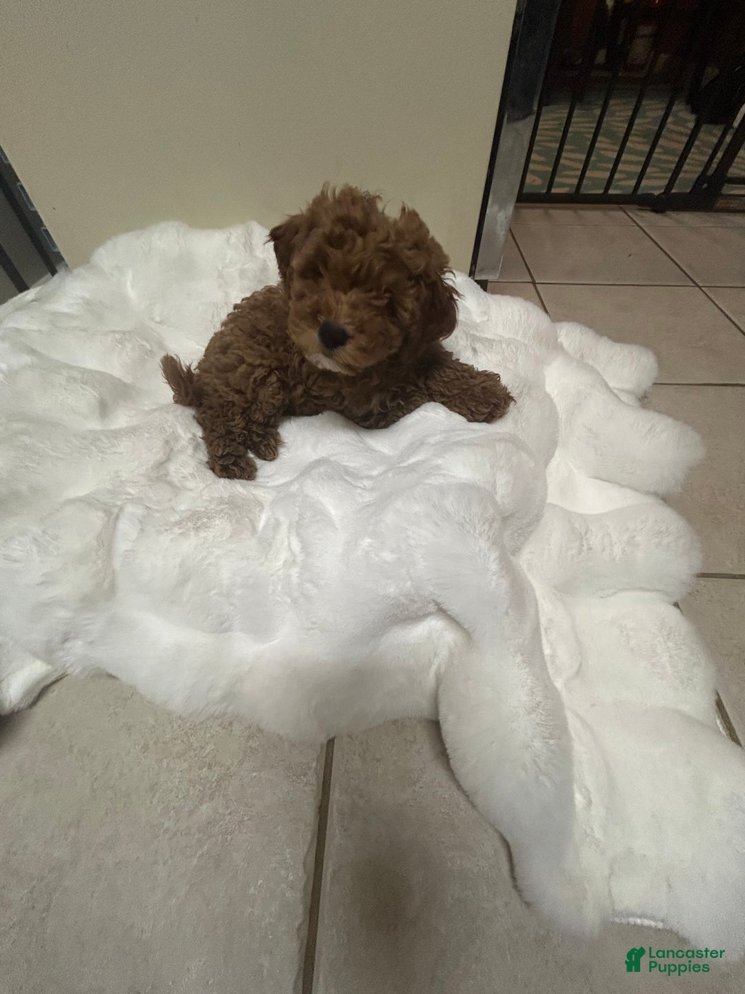 Mini Goldendoodle dogs for sale: Petite Mini Goldendoodle Sugar Plum - Ad 4