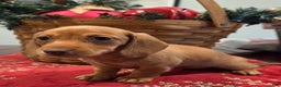 Dachshund dogs for sale: Piper - Ad 1
