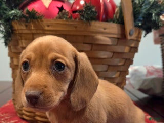 Dachshund dogs Piper - Ad 15