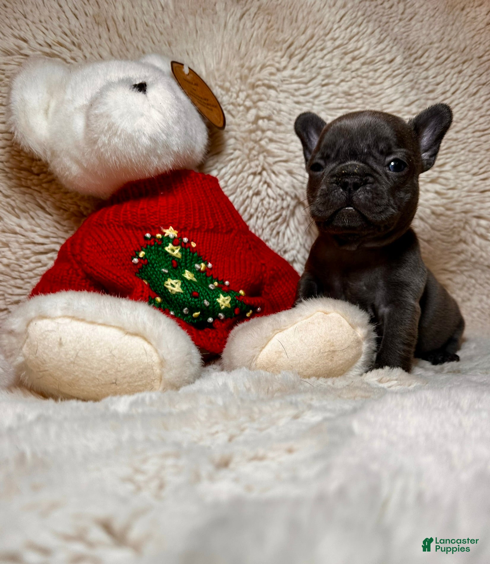 French Bulldog dogs Jasmine - Ad 18