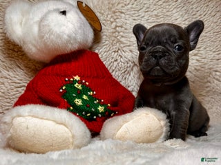French Bulldog dogs Jasmine - Ad 19