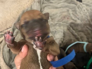 Mixed Breed dogs - Ad 32