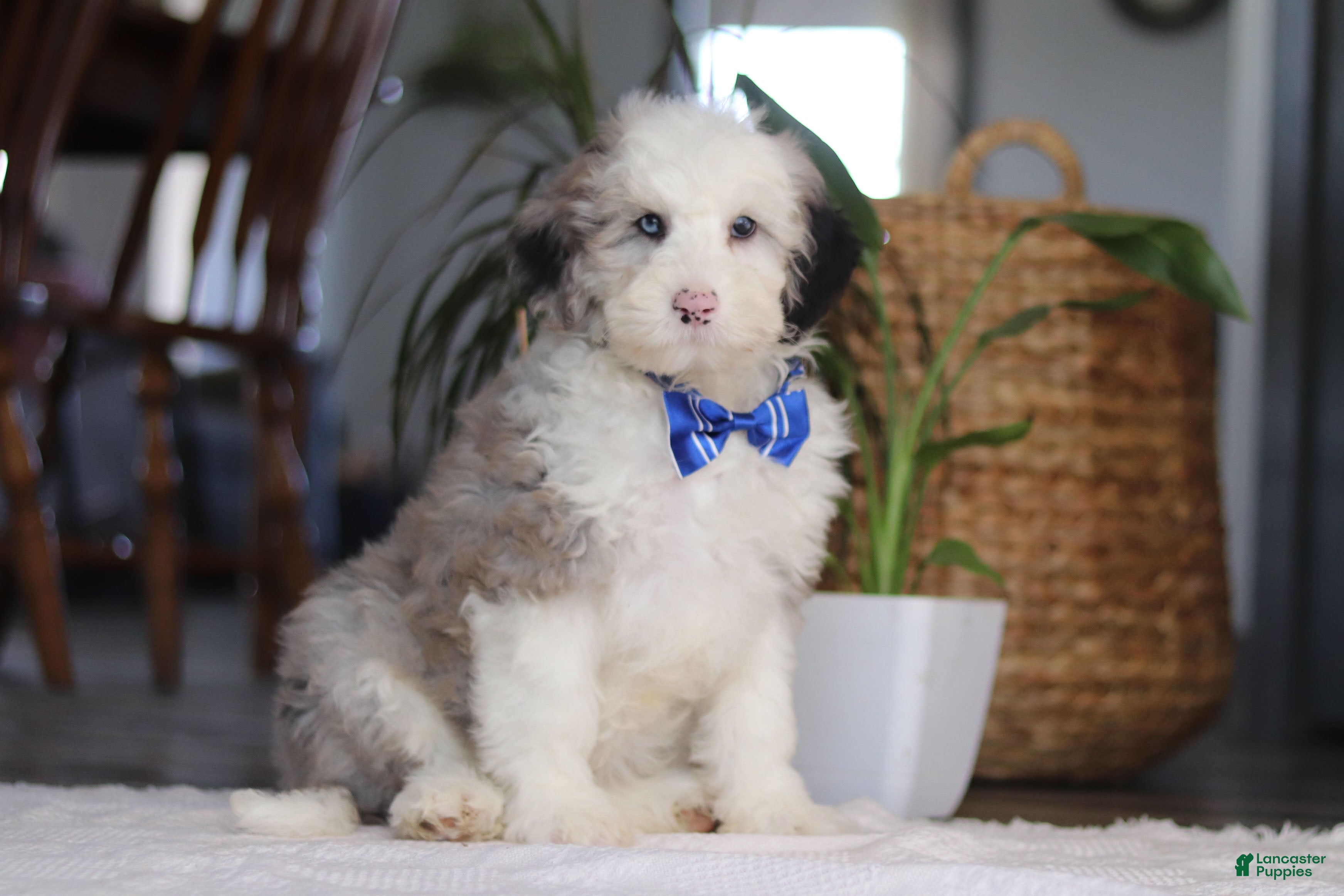 Sheepadoodle dogs Eggbert - Ad 1