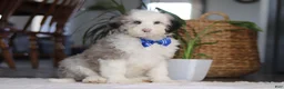 Sheepadoodle dogs for sale: Eggbert - Ad 1