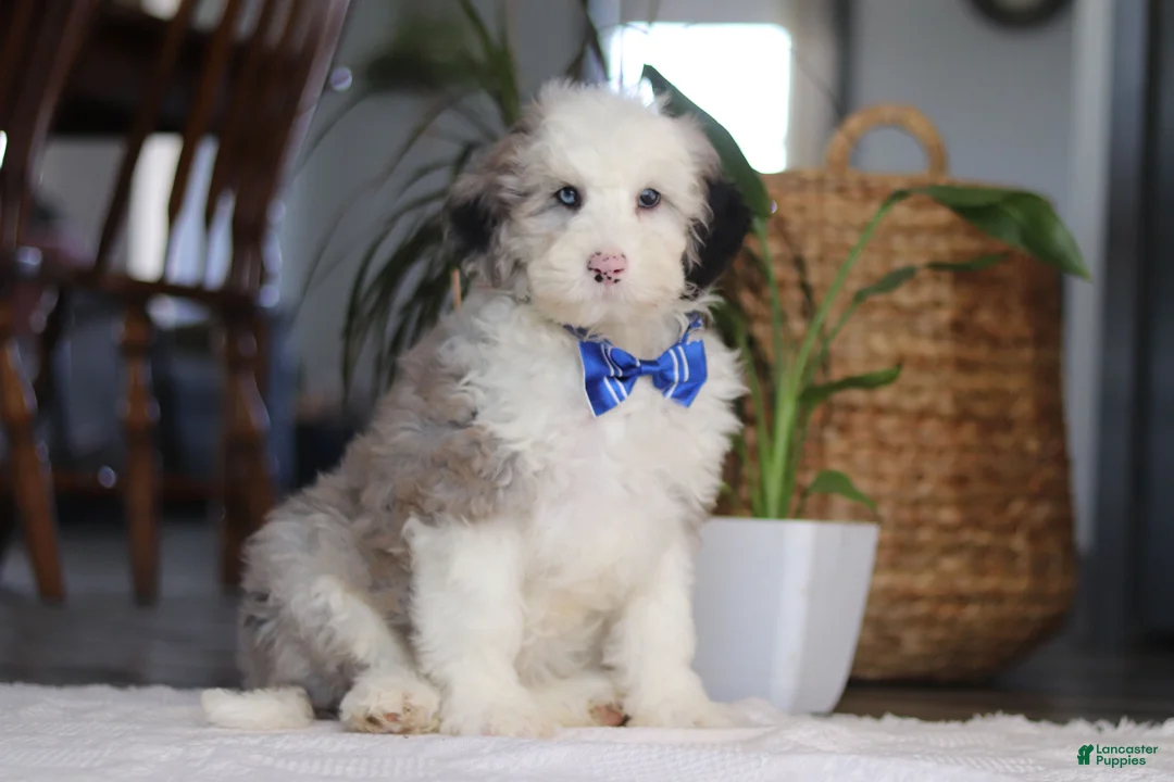 Sheepadoodle dogs for sale: Eggbert - Ad 1