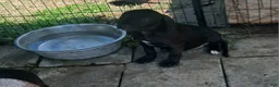 Mixed Breed dogs for sale: $100 puppies - Ad 3