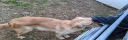 Golden Retriever dogs for sale: Nevin - Ad 4