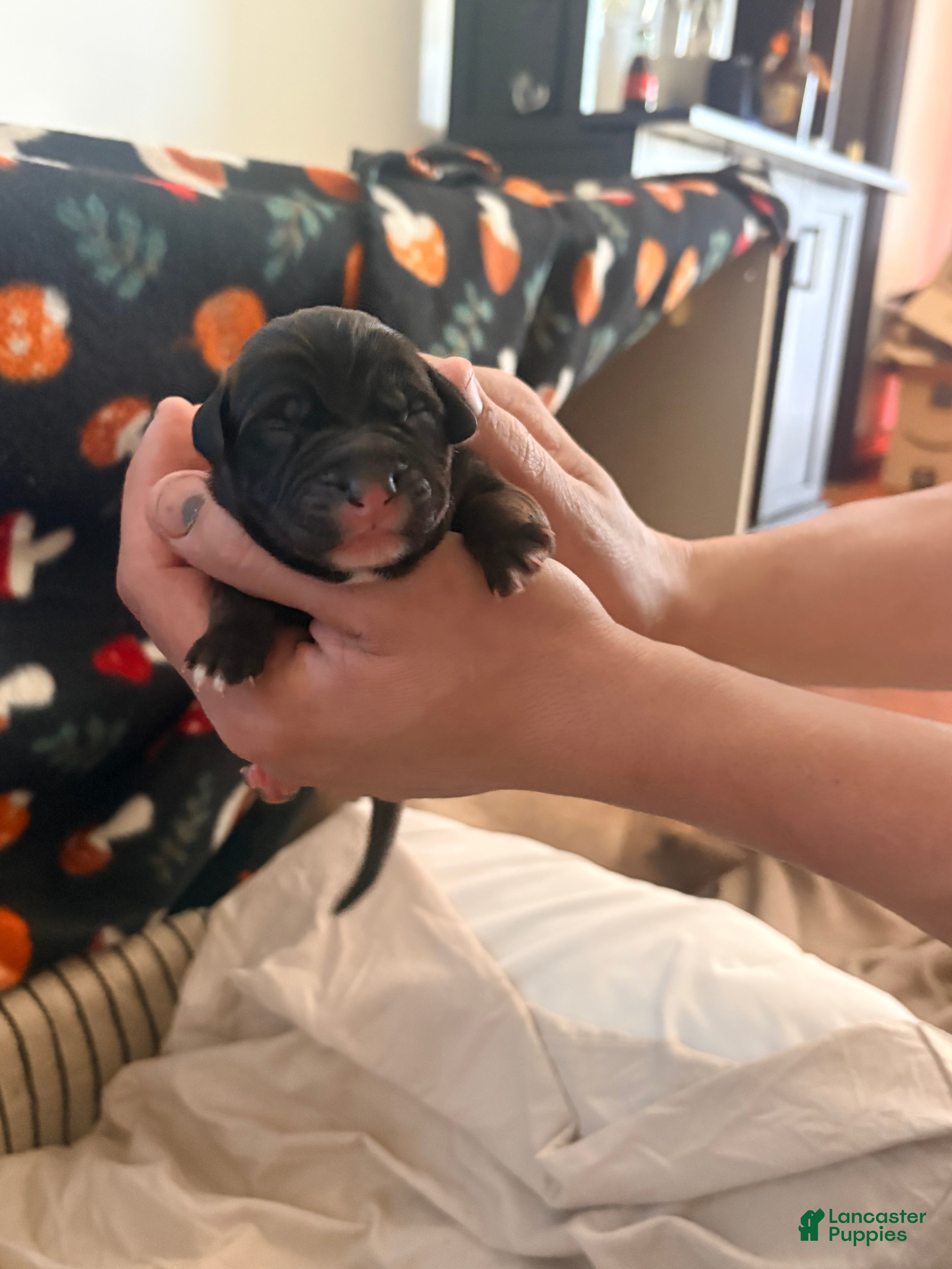 Mixed Breed dogs Puppy 3-Female - Ad 6