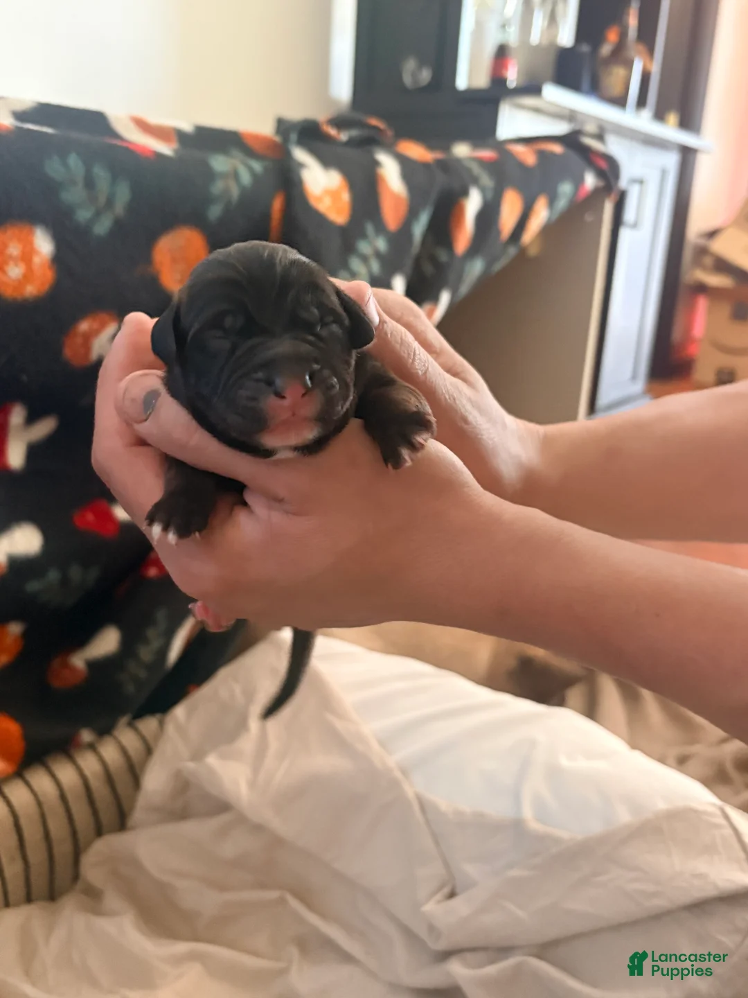 Mixed Breed dogs for sale: Puppy 3-Female - Ad 1