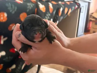 Mixed Breed dogs Puppy 3-Female - Ad 6