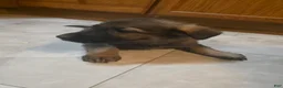 Golden Shepherd dogs for sale: German Shepherd Puppy 3 - Ad 9