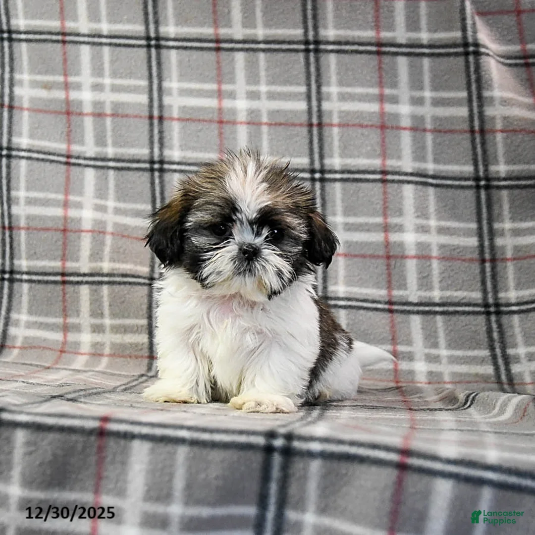 Shih Tzu dogs for sale: Moose Tracks - Ad 7