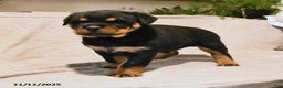 Rottweiler dogs for sale: Bella   - Ad 4