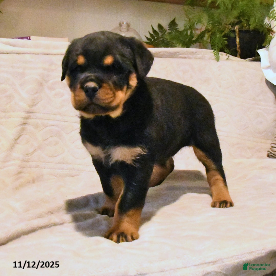 Rottweiler dogs for sale: Bella   - Ad 4