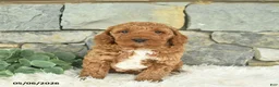Mini Goldendoodle dogs for sale: Rain - Ad 1